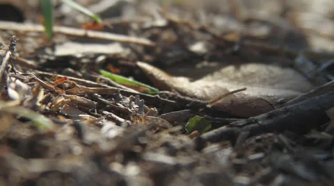 LEAF-CUTTER ANTS 04 1080 Stock Footage 24029233