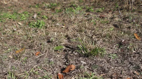 LEAF-CUTTER ANTS 08 1080 Stock Footage 23784653