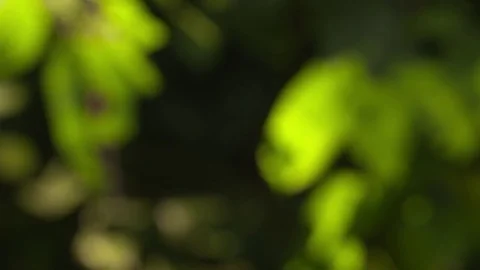 Leaf-Cutter Ants - 3 - Amazon Stock-Footage 73063949