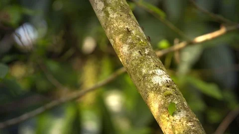 Leaf-Cutter Ants - 5 - Amazon Stock Footage 73062447