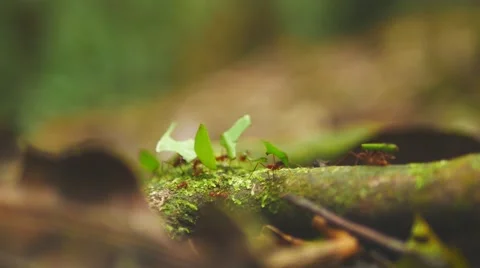 Leaf-cutter ants in the amazonian jungle Stock Footage