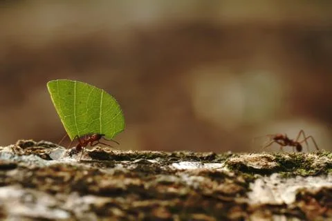Leaf-cutter Ants - Atta cephalotes carrying green leaves in tropical rain for Stock Photos