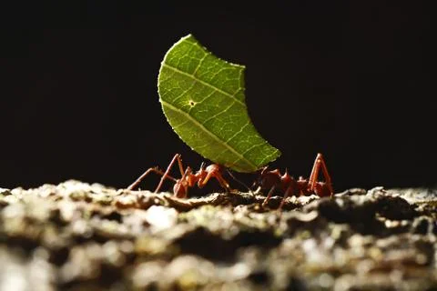 Leaf-cutter Ants - Atta cephalotes carrying green leaves in tropical rain for Stock Photos