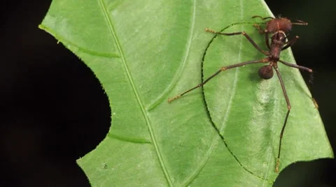 Leaf cutter ants (Atta sp.) Stock Footage