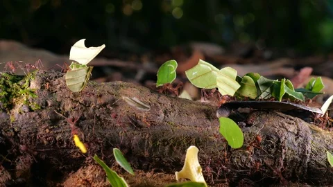 Leaf Cutter Ants (Atta sp.) carrying pieces of leaves along a branch Stock Footage 101718724