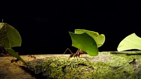 Leaf Cutter Ants (Atta sp.) slow motion carrying pieces of  leaves Stock Footage 106886746