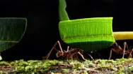 Leaf Cutter Ants (Atta Sp.) Carrying A Leaf Along A Branch In Slow Motion. Stock Footage