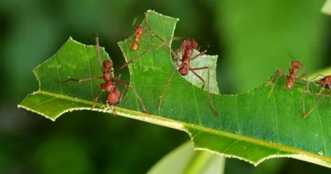 Leaf Cutter Ants (Atta sp.) cutting a leaf, real time Stock Footage 244083022