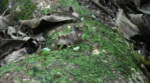 Leaf cutter ants carry leafs on thick root in the rainforest undergrowth Stock Footage 55048916