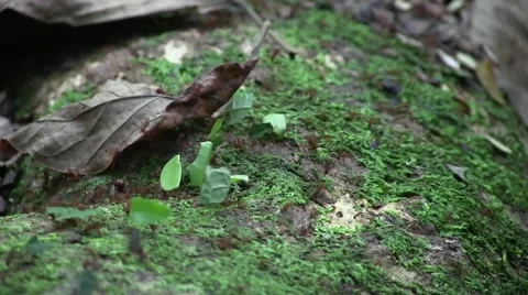Leaf cutter ants carry leafs on thick root in the rainforest undergrowth Stock Footage 55048917
