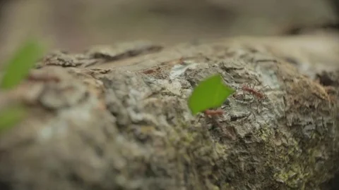 Leaf cutter ants, carry leafs down branches in the Amazon. Stock Footage 82328986