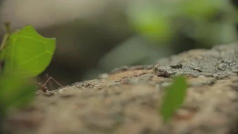 Leaf cutter ants, carry leafs down branches in the Amazon, macro shot. Stock Footage 82329003