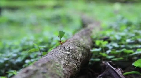 Leaf Cutter Ants Carrying Leaf 库存影片 22662882