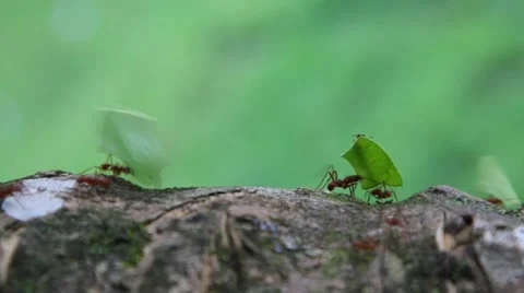 Leaf-cutter ants carrying leaves, side view Stock Footage 67553003