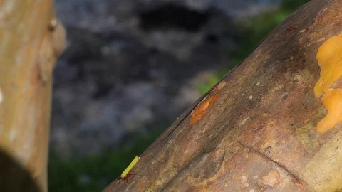 Leaf Cutter Ants in Central Valley Costa Rica 스톡 동영상 127241307
