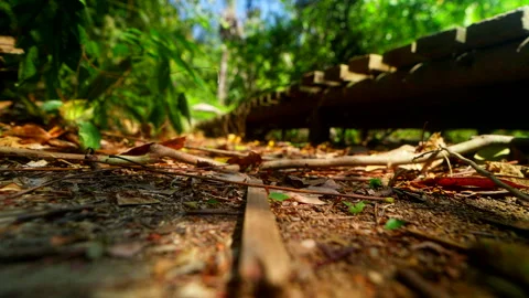 Leaf-Cutter Ants Crossing Forest Walkway in Tayrona National Park 库存影片 341425811