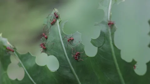 Leaf-cutter Ants cut leaf into pieces and carry them away in rainforest Stock Footage 160108254