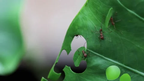 Leaf-cutter Ants cutting leaf into pieces and carry them away in lowland Stock Footage 160108279