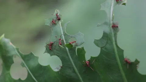 Leaf-cutter Ants cutting leaf into pieces and carrying them away in lowland Stock Footage 160108340