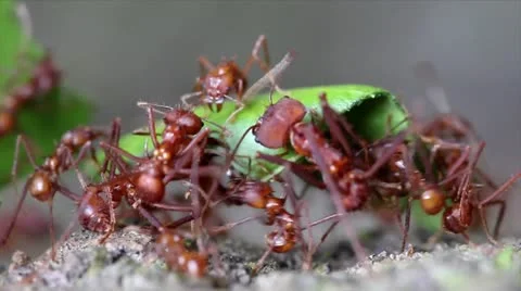 Leaf Cutter ants cutting leaves and fighting in the Peruvian Amazon Stock Footage 10969257