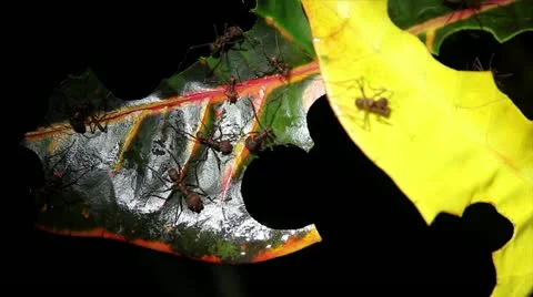 Leaf Cutter ants cutting leaves in the Peruvian Amazon (time-lapse) Stock Footage 10969818