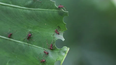 Leaf-cutter ants cutting leaves in rainforest Stock-Footage 158937467