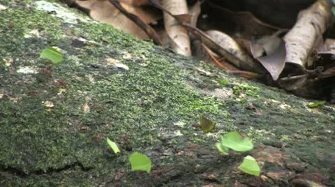 Leaf cutter ants Stock Footage 9293208