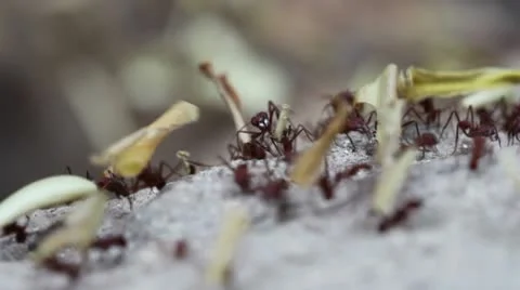 Leaf-Cutter Ants Stock Footage 10568057