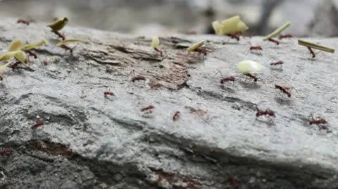 Leaf-Cutter Ants Stock Footage 10571828