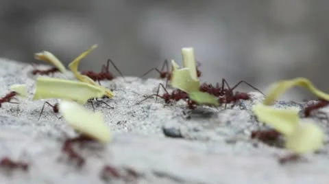 Leaf-Cutter Ants Stock Footage 10572980
