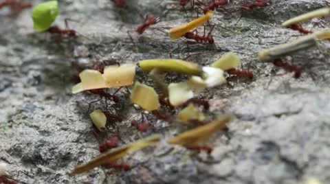Leaf-Cutter Ants Stock Footage 10577188