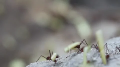 Leaf-Cutter Ants Stock Footage 10577677