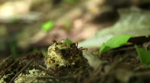 Leaf cutter ants Stockbeeldmateriaal 11237627