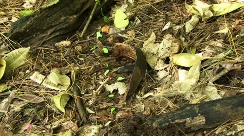 Leaf cutter ants Video stock 11239153