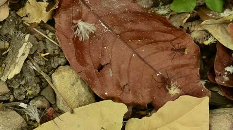 Leaf cutter ants Stock Footage 11356664