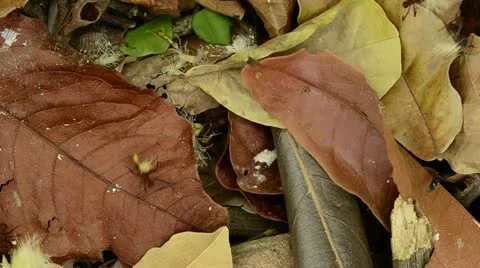 Leaf cutter ants Stock Footage