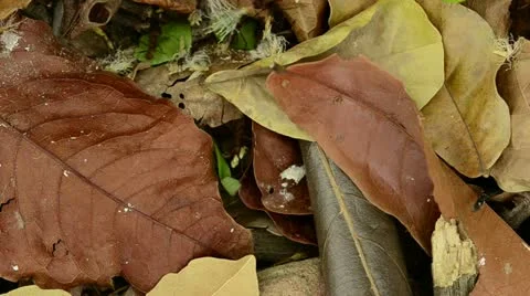 Leaf cutter ants Stock Footage 11370353