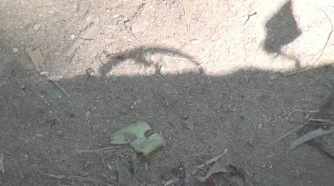 Leaf Cutter Ants Stock Footage