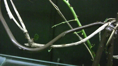 Leaf cutter ants Stock Footage 28555194