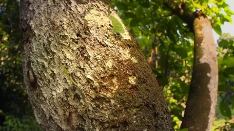 Leaf-cutter Ants Stock Footage 73063709