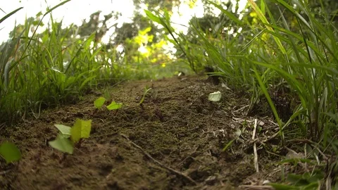 Leaf-cutter Ants Vídeo Stock 73077421