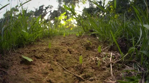 Leaf-cutter Ants Stock Footage 73077441
