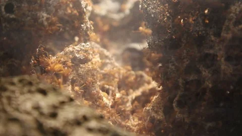 Leaf Cutter Ants Stock Footage 77366725