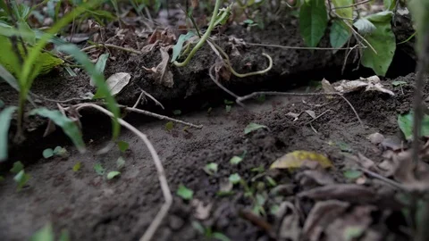 Leaf cutter ants Stock Footage