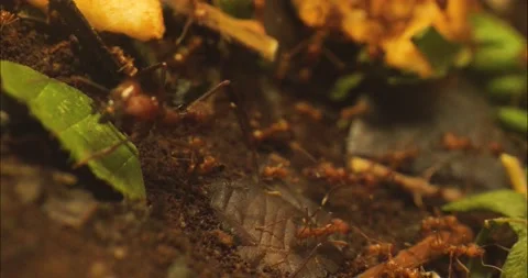 Leaf cutter ants Stock Footage 234178917