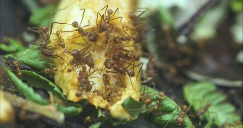 Leaf cutter ants Stock Footage 234181172