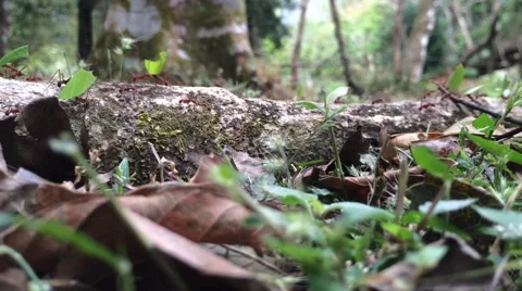 Leaf cutter ants hard at work in the jungle Video stock 46150178