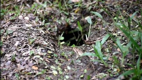Leaf cutter ants heading into their nest Video stock 72745716