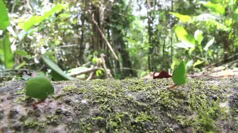 Leaf cutter ants march along a fallen log while carrying their cut leaves Stock Footage 10969952