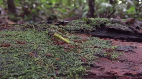 Leaf cutter ants march through a tree branch. Slow Motion Stock Footage 51359997